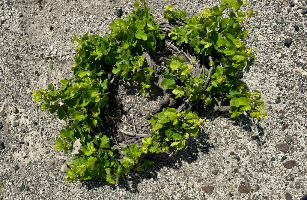 Kouloura vine in Santorini