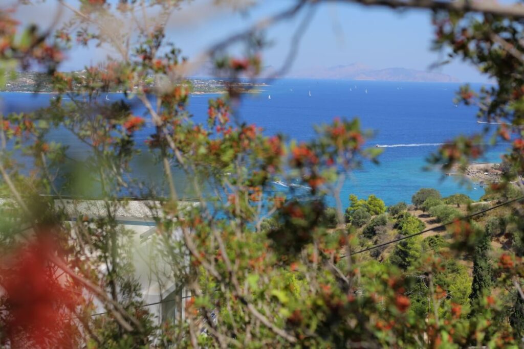Trees and the sea