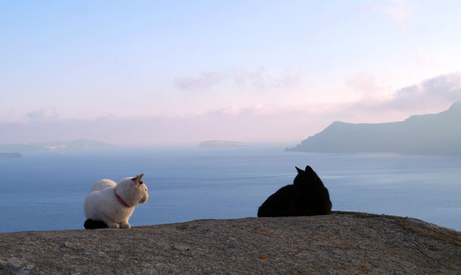Two cats relaxing with views of the Caldera and sea